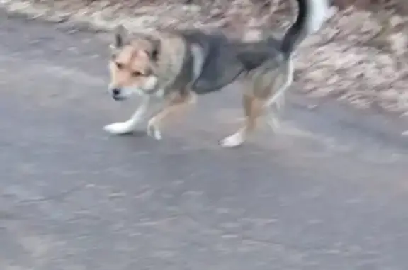 Собаки потеряшки, Одинцово, фото: Потеряшка собака, 46К-1530, Одинцово - коричневый ошейник