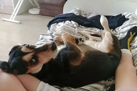 Пропала собака, Понтонная улица, Колпино - photo