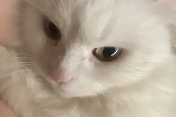 Пропала кошка, 15-я Парковая улица, 23, Москва - белая шерсть, разноцветные глаза - photo
