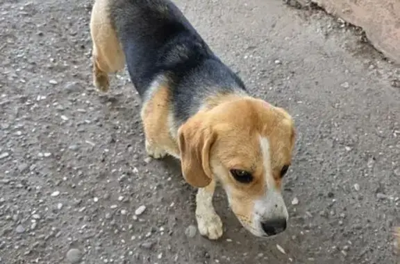 Найдена собака, Астрахань, фото: Найден собака, Проспект бумажников 20, Астрахань - мальчик бигль