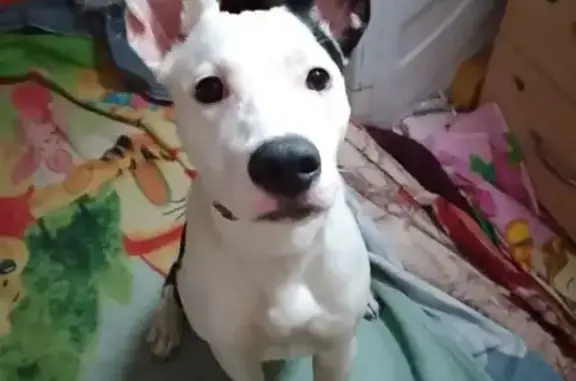 Найденные животные Самара, фото: Найдена собака, Гранитный переулок, 5, Самара - молодая 3-4 месяца