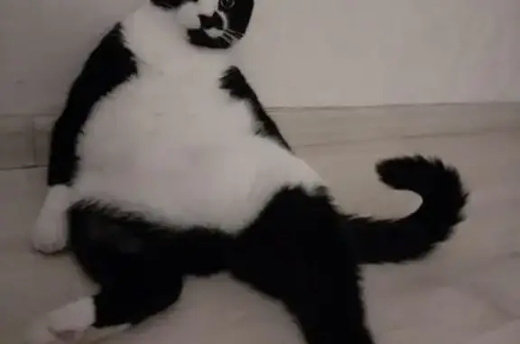 Пропала кошка, Кайдаловская улица, Чита - photo