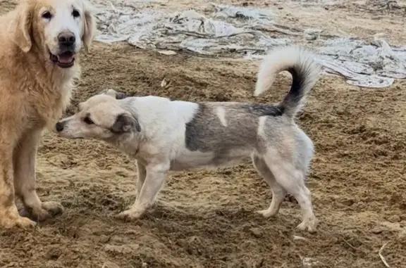Пропала собака, Вольский тракт, Саратов - небольшая, ниже колена - photo