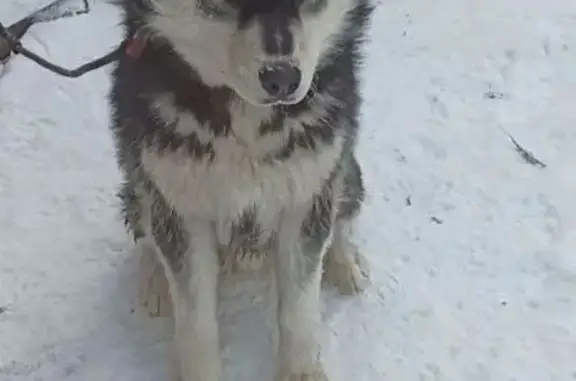 Пропал собака, улица Льва Толстого, 9, Ижевск - чёрно-белый окрас, глаза разного цвета - photo