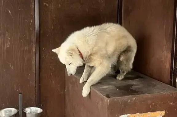 Найдена собака, Каменск-Уральский, фото: Найден собака, Ленинградская улица, 1, Каменск-Уральский - умная и послушная