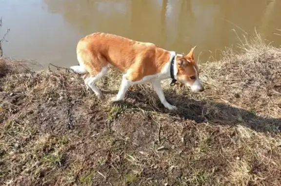 Найдена собака, Путилково, фото: Найдена собака, 132, Путилково - рыжая с белым окрасом