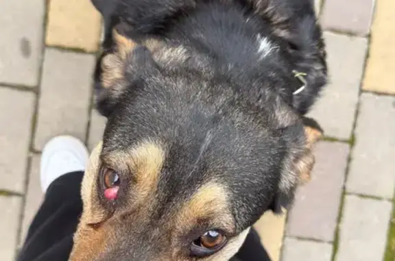 Найдена собака, Краснодар, фото: Найден собака, мужской, улица Героев-Разведчиков, 8 к3, Краснодар - черно коричневый окрас