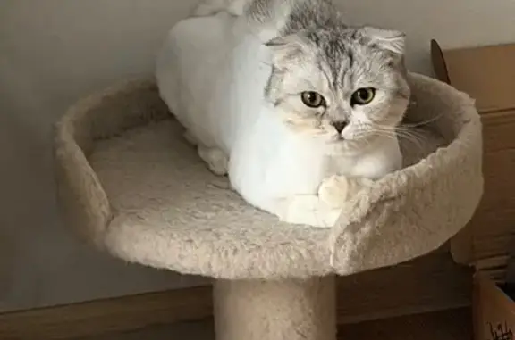 Пропал кот, Воронежская улица, 7, Усть-Лабинск - бело-серый окрас с желтыми пятнышками - photo