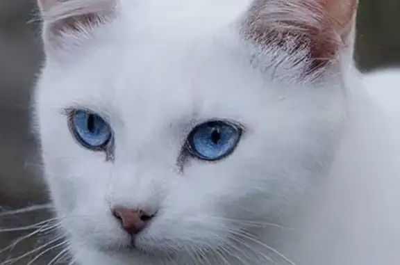 Найдена кошка, Жуковский, фото: Найдена кошка, улица Семашко, 1, Жуковский - белая с голубыми глазами