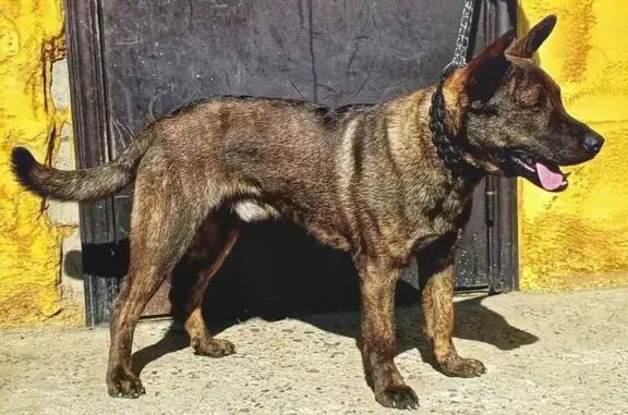 Найдена собака, Чита, фото: Найден собака, проспект Фадеева, Чита - молодой эффектный кобель