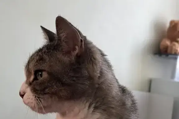 Пропала кошка, Советская улица, 8, Черногорск - белые лапки и полосатый окрас - photo