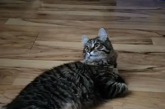 Пропал кот, Карасунская улица, 29, Краснодар - пушистый с желтыми глазами - photo