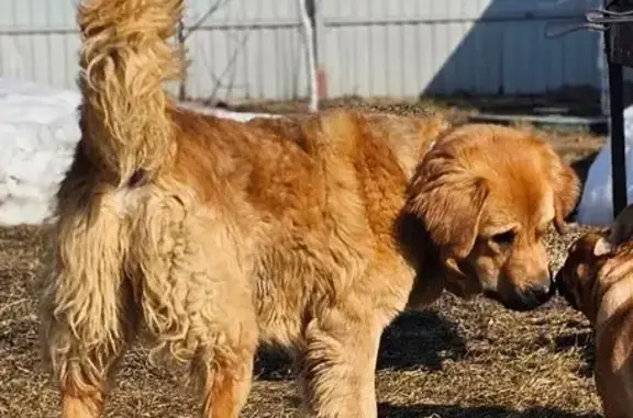 Найдена собака, Новое Литвиново-1, фото: Найдена собака, Атласная улица, Новое Литвиново-1