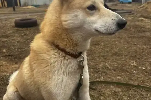 Пропал собака, улица Фадеева, 74, Большое Давыдово - кремовая лайка - photo