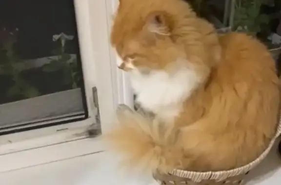 Пропала кошка, Туапсинский переулок, 42А, Ростов-на-Дону - photo