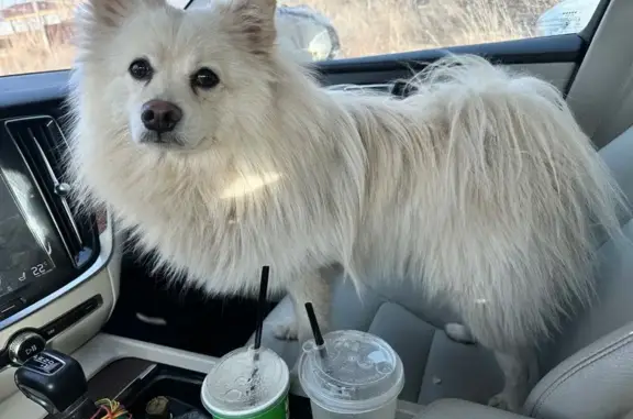 Найдена собака, Оренбург, фото: Найден собака, улица Черепановых, Оренбург - японский шпиц, белый