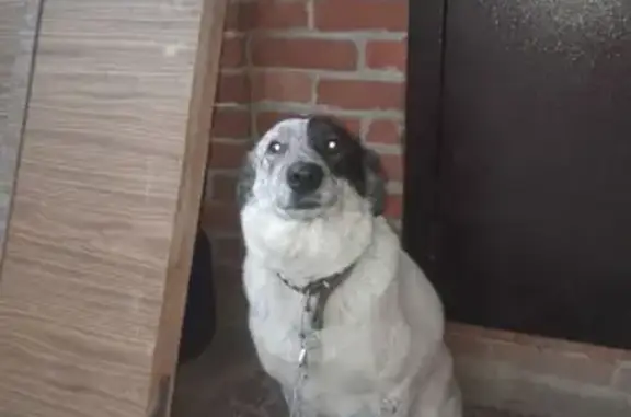 Пропала собака, улица 4-я Линия, Майкоп - белая с чёрными пятнами - photo