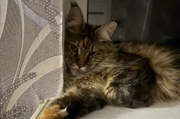 Пропала кошка, Советский проспект, Калининград - photo