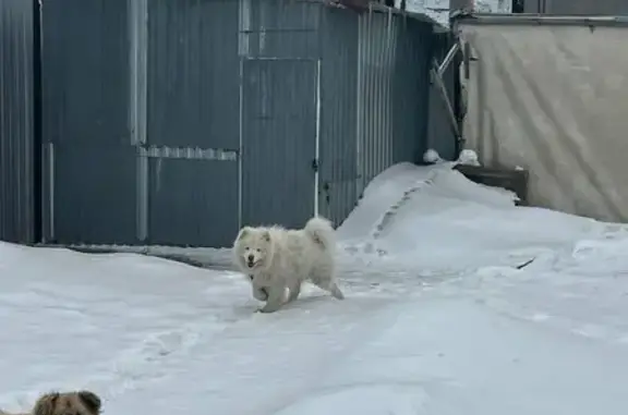 Пропала собака Мальчик, Подстёпки (rl1158935) - photo