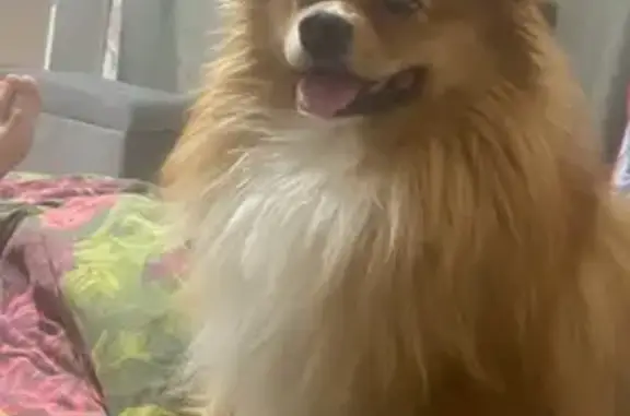 Пропал собака, улица Баумана, 235/2, Иркутск - рыжий с белыми лапами - photo