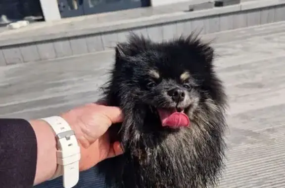 Найденные животные Златоуст, фото: Найдена собака, Миасский тракт, Златоуст - шпиц бегал по трассе