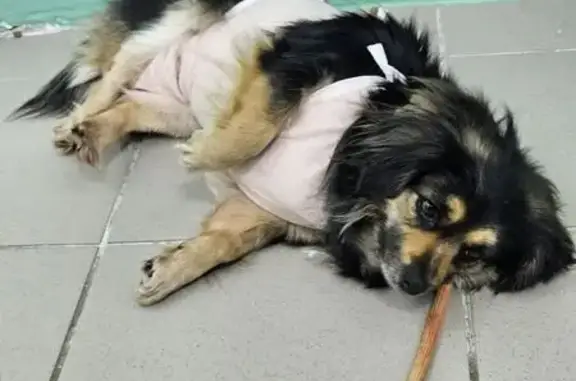 Пропала собака, Политехническая улица, Липецк - черный с рыжим окрас - photo