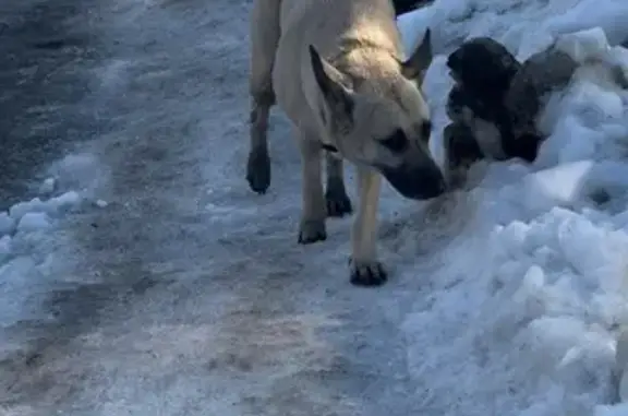 Объявления о пропавших и найденных животных, Чебоксары, фото: Найдена собака, улица Космонавта Николаева А.Г., Чебоксары - бегает в районе парка Николаева