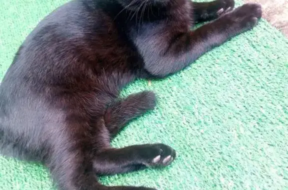 Пропала кошка, Чернушка, Пермский край - чёрный с жёлтым ошейником - photo