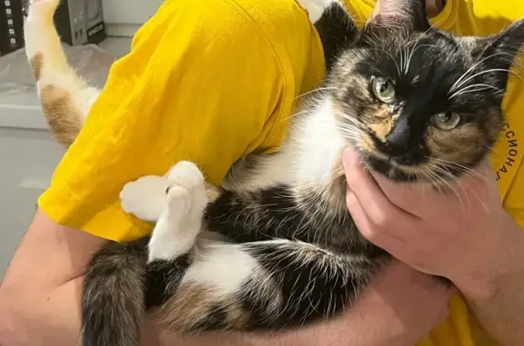 Пропала кошка, улица Энгельса, 69, Челябинск - белая грудка, небольшая - photo