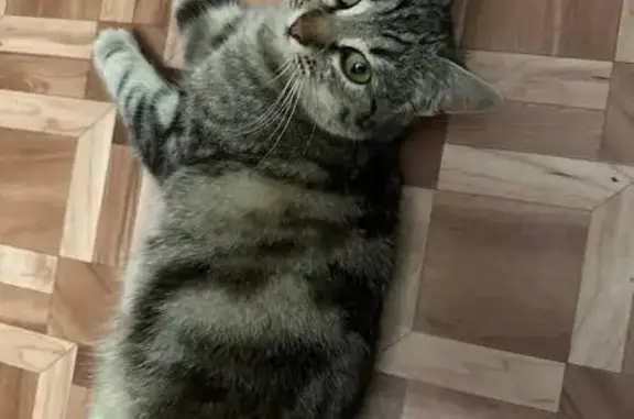 Найдена кошка, Ростов-на-Дону, фото: Найдена кошка, улица Мечникова, 134, Ростов-на-Дону - игривая и ласковая