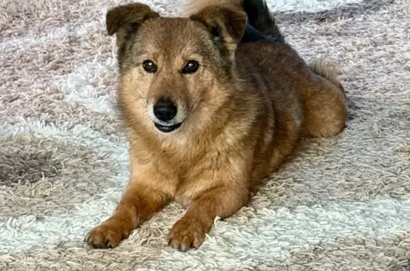 Пропала собака, улица Ким, 83, Калач-на-Дону - рыжий, пушистый, добрый - photo