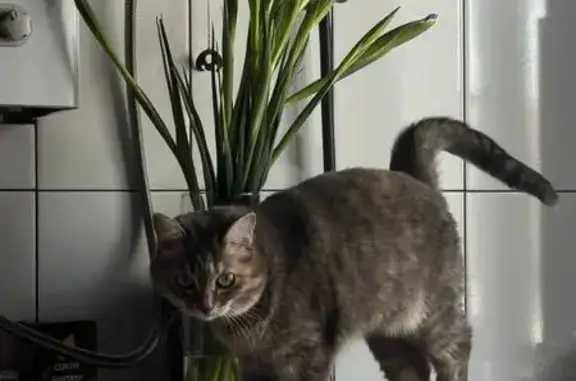 Пропала кошка, улица Заслонова, Челябинск - photo