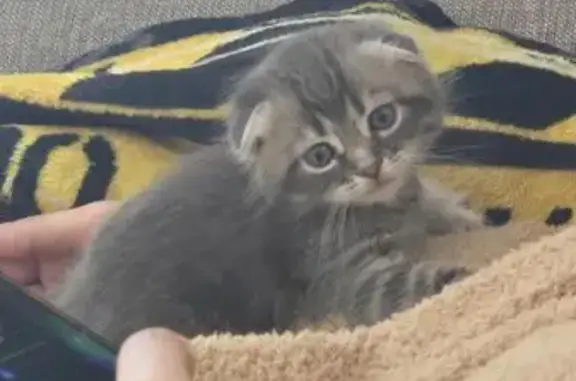 Найдена кошка, Краснодар, фото: Найден кот, шотландский вислоухий, Краснодар