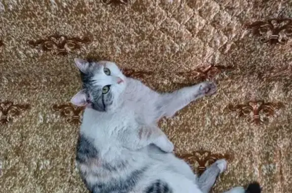 Кошки потеряшки, Осинники, фото: Потеряшка кошка, улица Шевченко, 28, Осинники - трехшерстная и ласковая