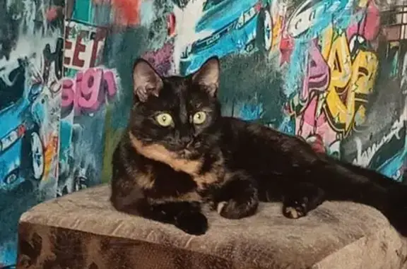 Пропала кошка, Октябрьский проспект, Киров - хромает на заднюю лапку - photo