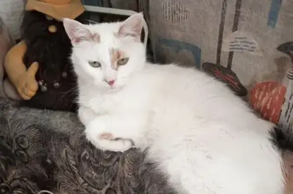 Пропала кошка, Вешняковская улица, Москва - белая с рыжими пятнами - photo