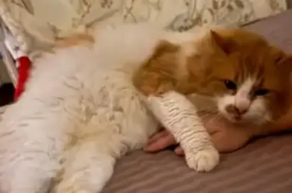 Кошки потеряшки, Одинцово, фото: Потеряшка кот, Белорусская улица, 3, Одинцово - рыжий с белым, хвост перелом