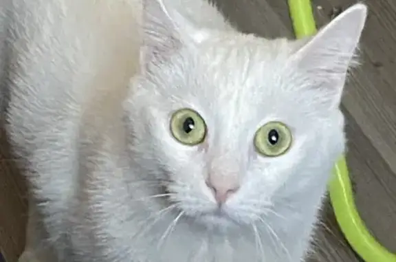 Пропал кот, Нарвский проспект, 23/2 литМ, Санкт-Петербург - белый и полный - photo