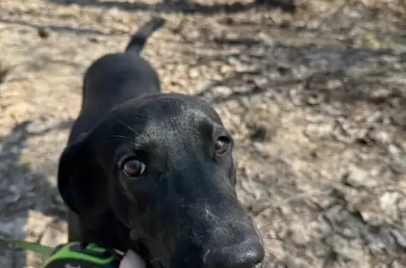 Найденные животные Воронеж, фото: Найден собака, набережная Максима Горького, 49Б, Воронеж - смесь лабрадор и двортерьера