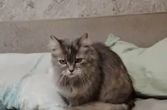 Найдена кошка, Дубна, фото: Найдена кошка, улица Мира, Дубна - ухоженная и молодая