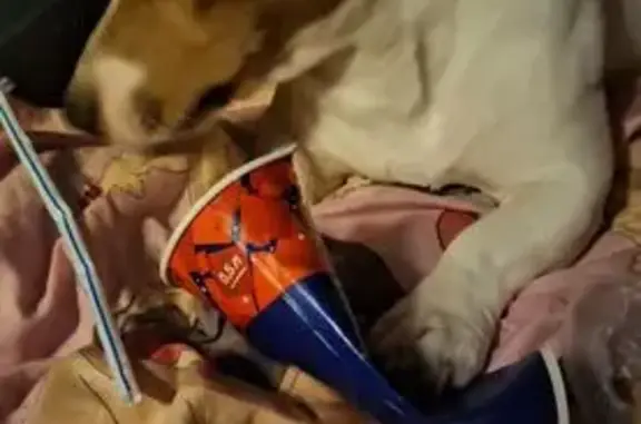 Пропал собака, Щёкино - белый с рыжей маской на мордочке - photo