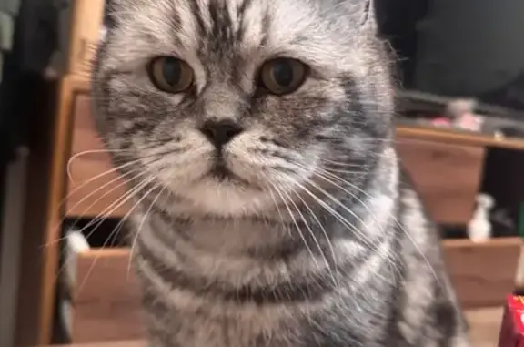 Кошки потеряшки, Кривцово, фото: Потеряшка кот, Центральная улица, Кривцово - пушистый серый-черный шотландец