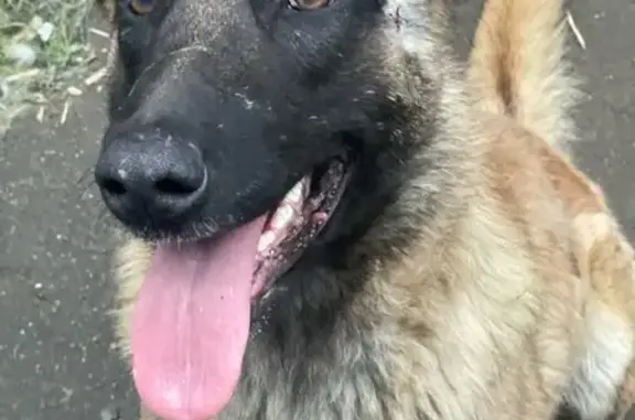 Собаки потеряшки, Москва, фото: Потеряшка собака, Первомайская аллея, Москва - рыжий с черной маской