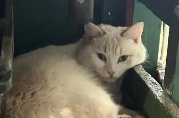 Найденные животные Якутск, фото: Найден кот, улица Лонгинова, 32/3, Якутск - белая шерстка