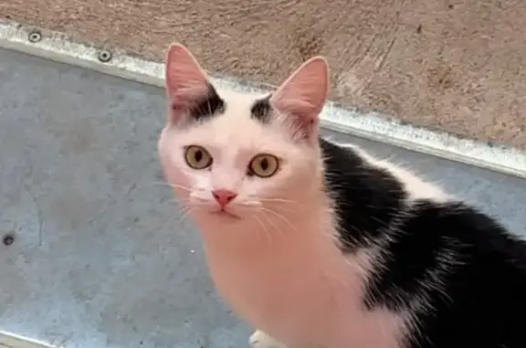 Найдена кошка, Тверь, фото: Найдена кошка, улица Луначарского, 32, Тверь - ручная и очень ласковая