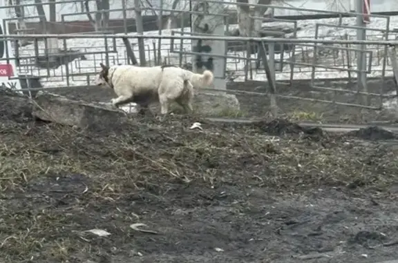 Найденные животные Самара, фото: Найден собака, мужской, 6-я просека, Самара - с ошейником