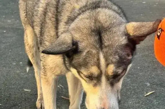 Найдена собака, Москва, фото: Найден собака, женский пол, Ясный проезд, 16, Москва