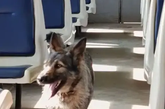 Найдена собака, Сергиев Посад, фото: Найдена собака, Сергиев Посад, Московская область - бордовый ошейник