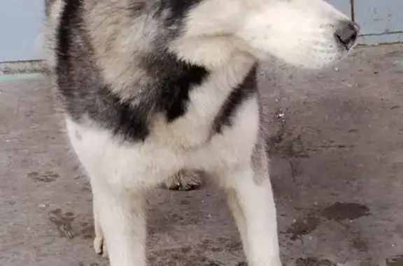 Объявления о пропавших и найденных животных, Мурманск, фото: Найден собака, Северный проезд, 10, Мурманск - черно-белый окрас, похож на лайку