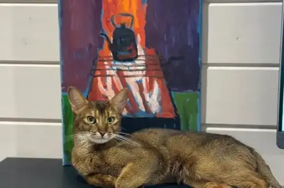 Пропала кошка, Обнинская улица, 27, Малоярославец - белое пятно вдоль туловища - photo